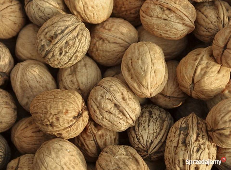 Orzechy włoskie łódzkie Łowicz