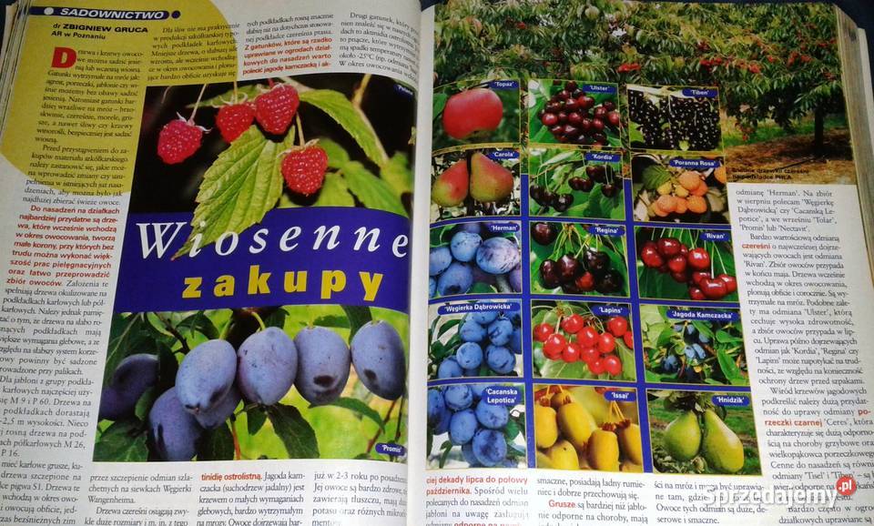 Twój ogród na to zasluguje Działkowiec 2004 12 lubelskie Chełm