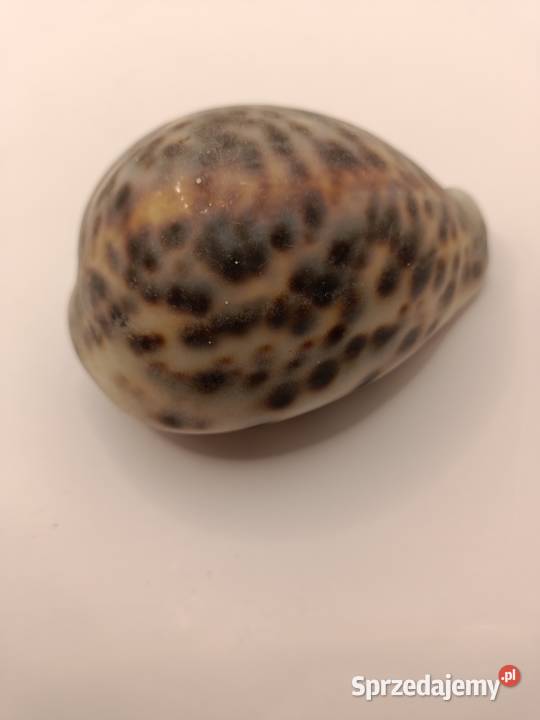MUSZLA PIĘKNA MUSZLA PORCELANKI TYGRYSIEJ lubelskie Zamość
