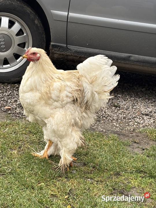 Koguty kochin olbrzymi