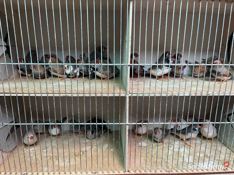 Zeberki z 2025 roku Zachowice