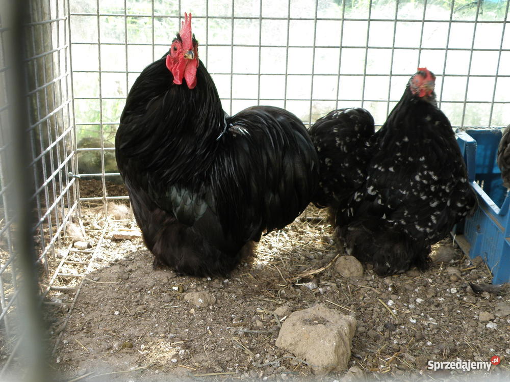 kury ozdobne Łapalice