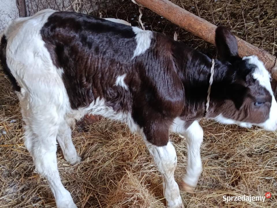 sprzedam dwa byczki Hrubieszów sprzedam