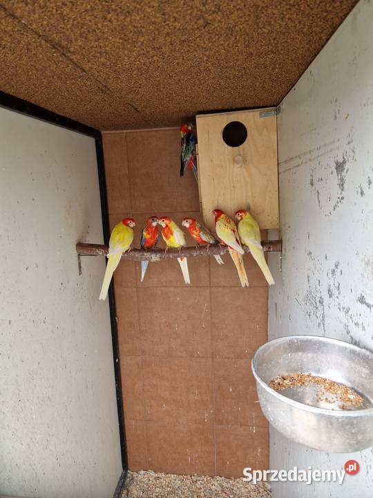 Rozelle białolice małopolskie