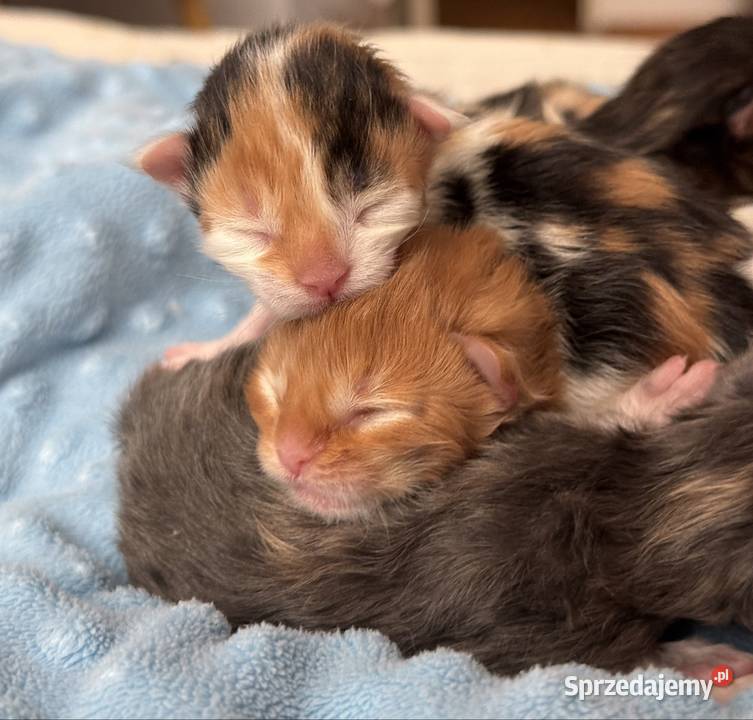 Maine Coon do rezerwacji Wrocław sprzedam