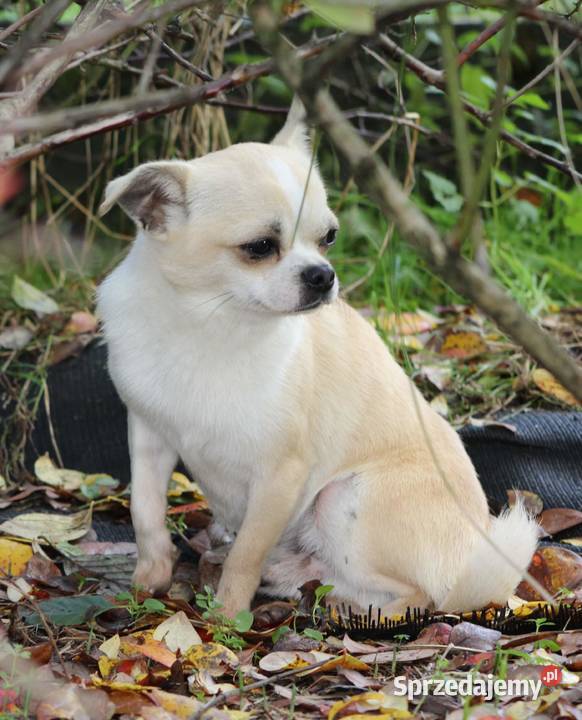 Chihuahua piesek piętnaście miesięcy TANIO Myślenice sprzedam
