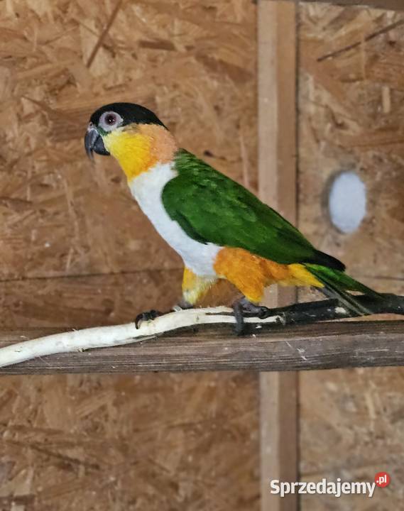 Barwinka czarnogłowa Twardawa