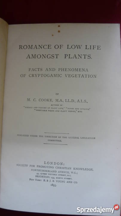 Romance of low life Myszków