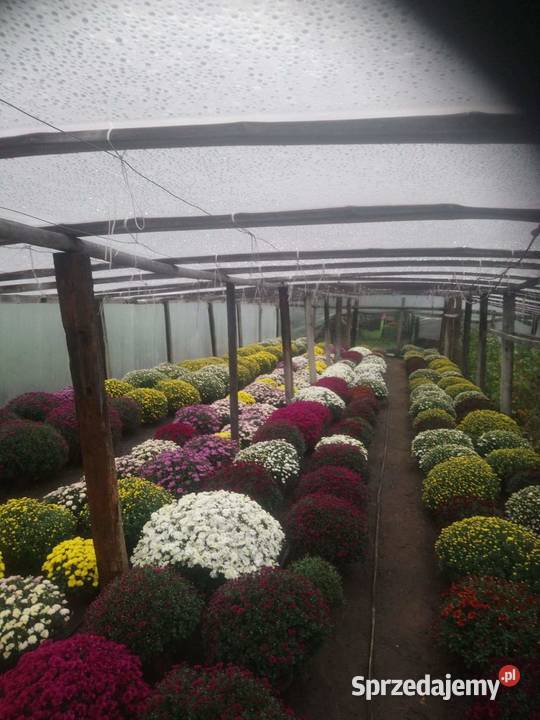 Chryzantemy drobnokwiatowe Wlonice