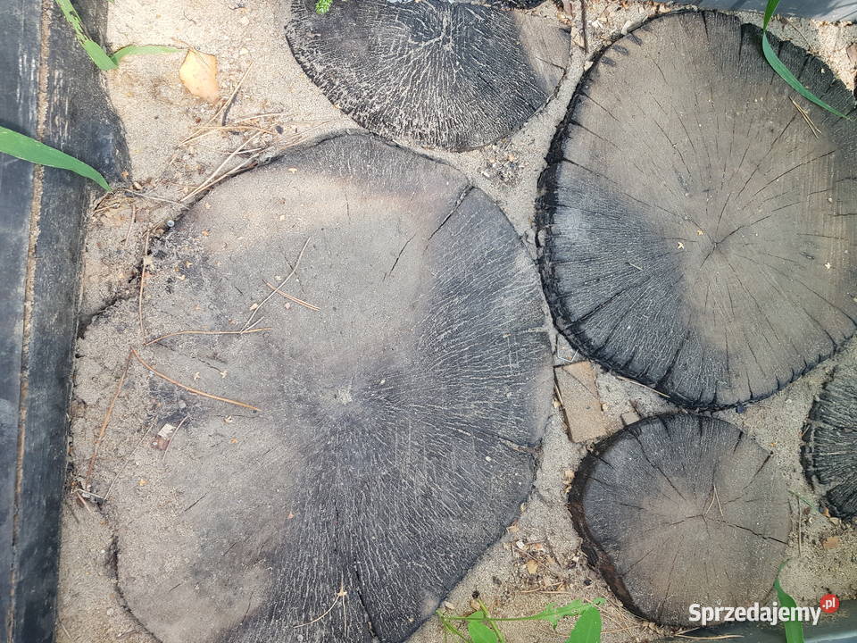 Buk wyprzedaz sezonowany 3 lata Płońsk sprzedam