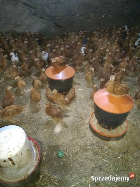 Kurczaki 5tygodni odchow wlasny Kolno sprzedam