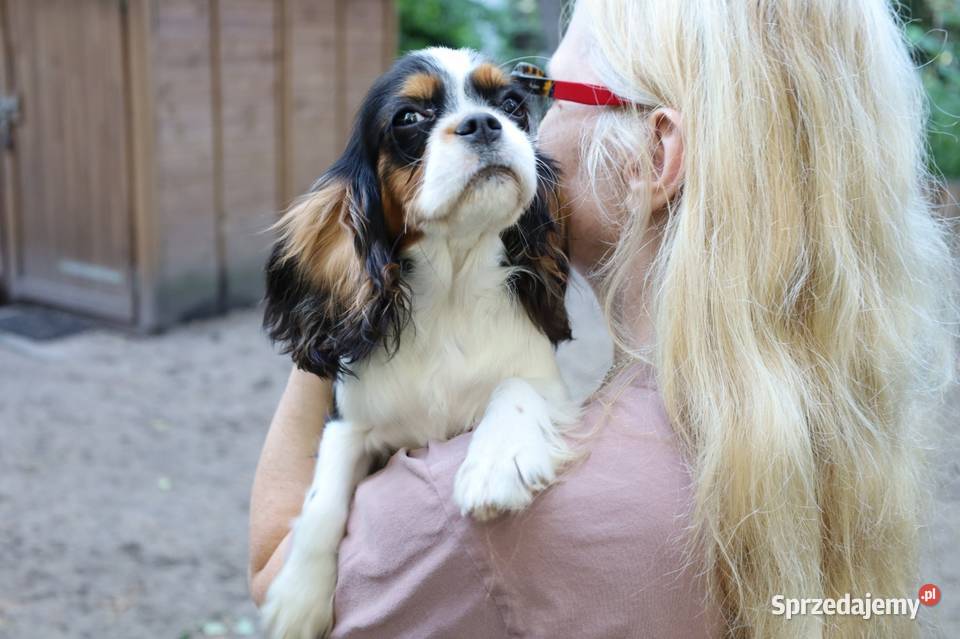 Cavalier King Charles Spaniel suczka śląskie Czeladź sprzedam