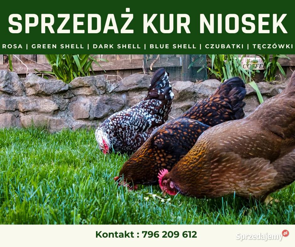 kury nioski rosa Green Shell darmowa dostawa Zaścianki