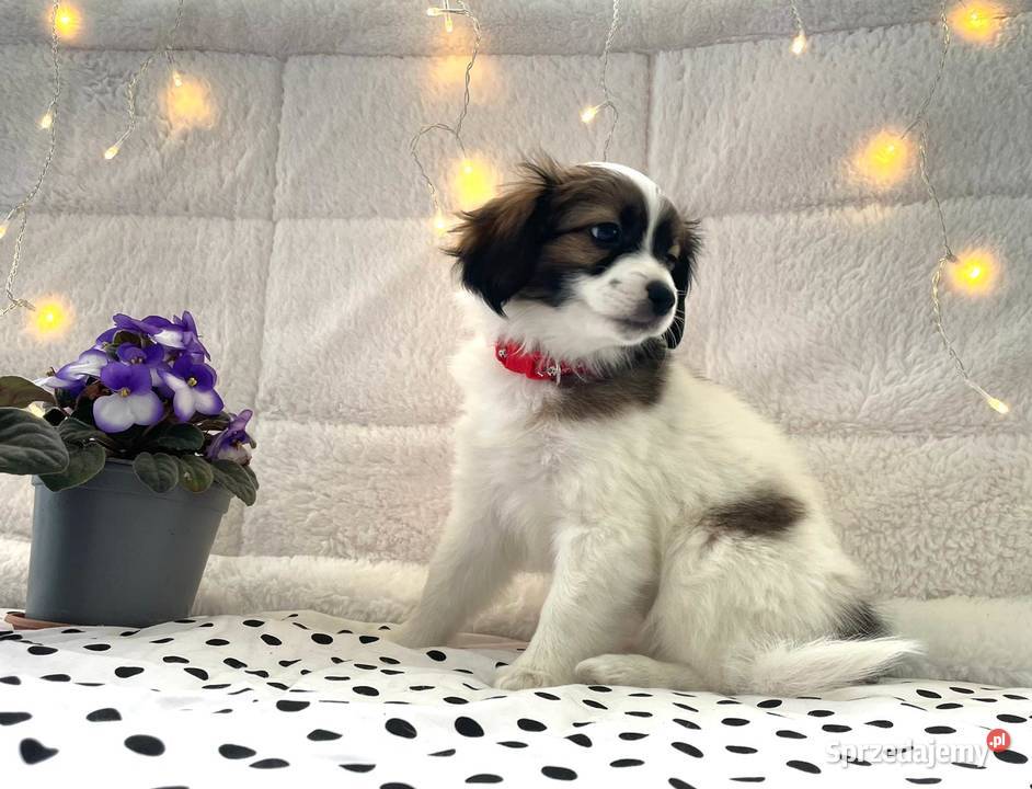 spaniel kontynentalny miniaturowy phalene nie Rudzica