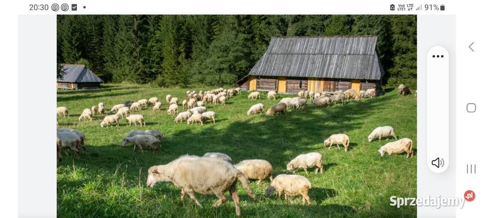 Owce sprzedam stado Nowy Sącz