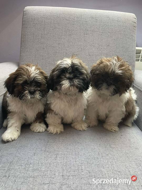 Shih tzu piesek Kęty