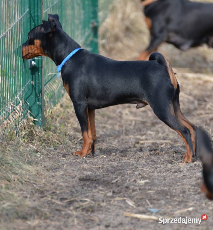Pinczer miniaturowy ZKwP FCI przebadany piesek Pozostałe Chełm sprzedam