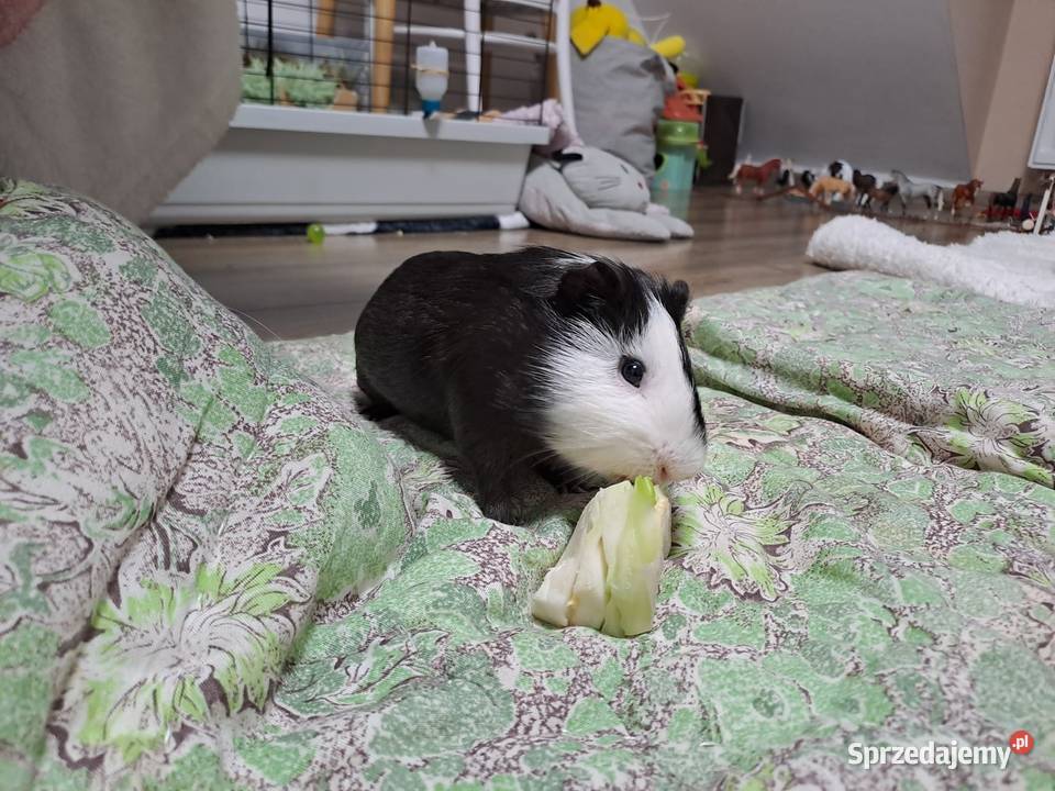 Oddam świnkę morską Malbork