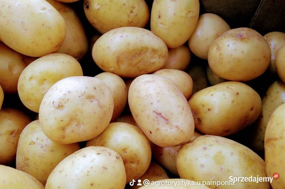 Warzywa sezonowe i inne bio pyszności Wojciechów
