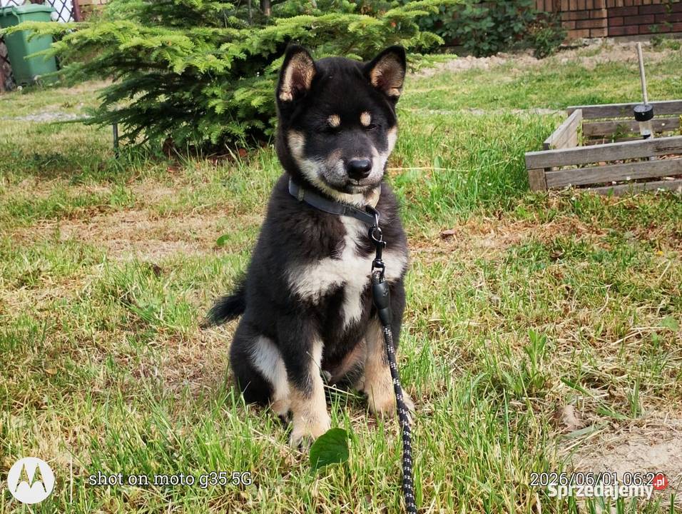 SHIBA INU Nowy miot przyjmujemy zamówienia Pozostałe Bychawka Trzecia sprzedam
