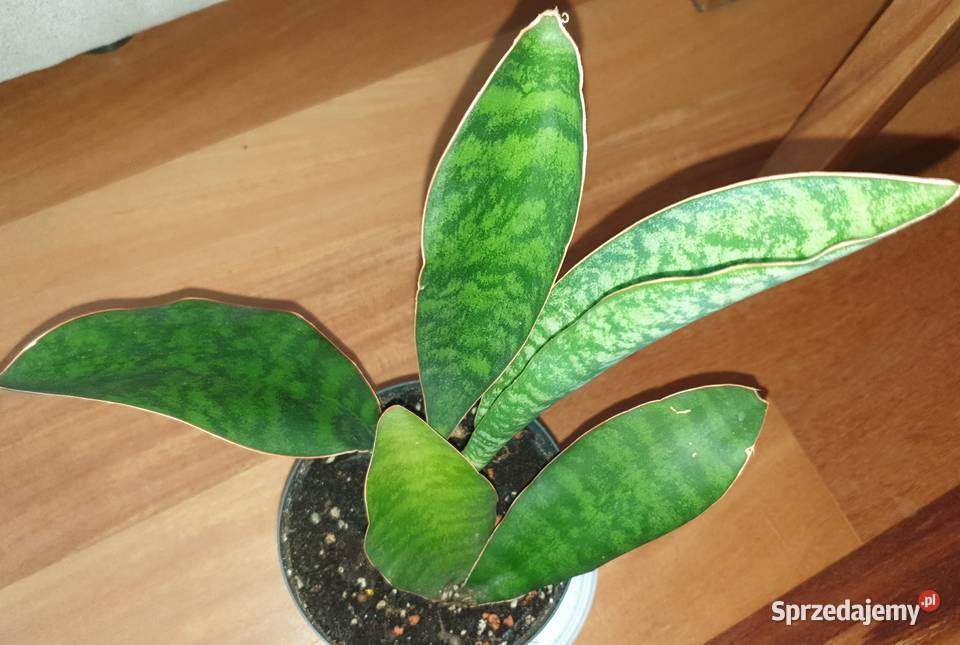 Sansewieria masoniana sansa roślina rosnąca
