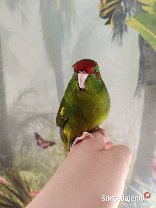 Papuga ręcznie karmiona koza modrolotka oswojona Miastko sprzedam