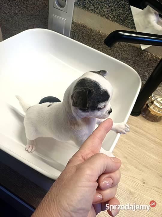 Biała Zjawiskowa Dziewczynka Chihuahua Chihuahua Zgierz