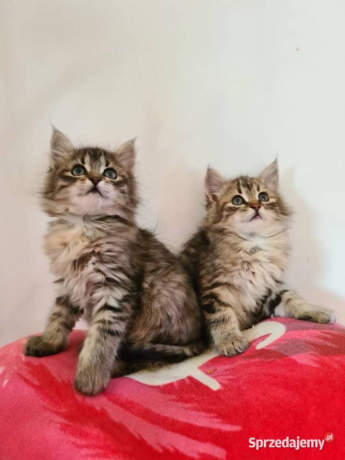 Maine Coon świętokrzyskie