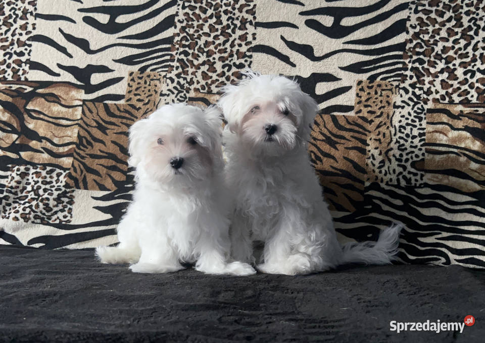 Maltańczyki Maltańczyk piesek Łódź