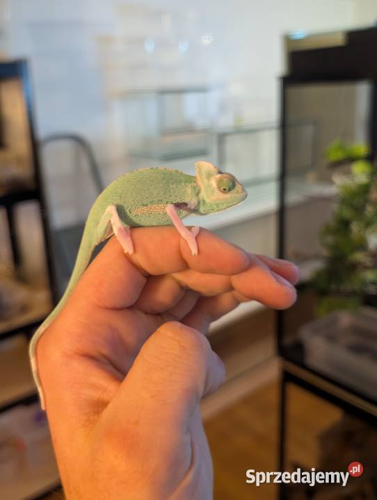 Kameleon jemeński Pied samiec Gady i płazy Olsztyn sprzedam