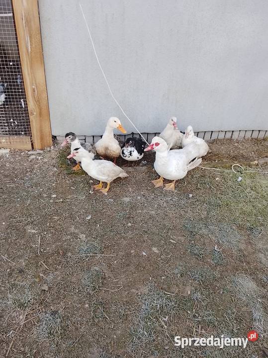 Kaczki sprzedam