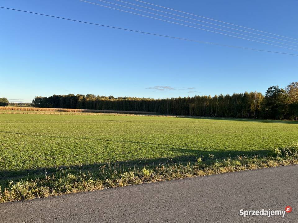 Sprzedam las gmina Stary Brus 911 ha