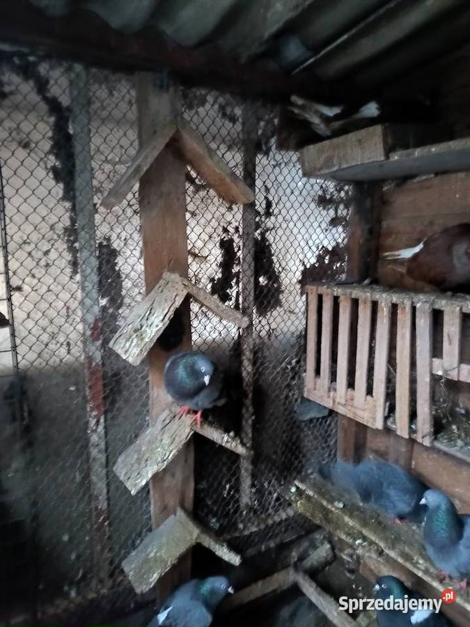 Gołębie sprzedam Ćmielów