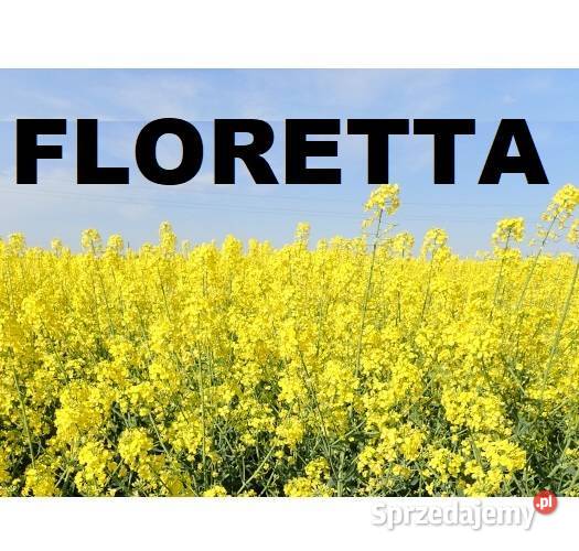 Rzepak SY Floretta Buteo Start Bydgoszcz