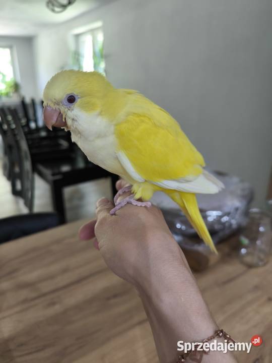 Mnicha nizinna ręcznie karmioną