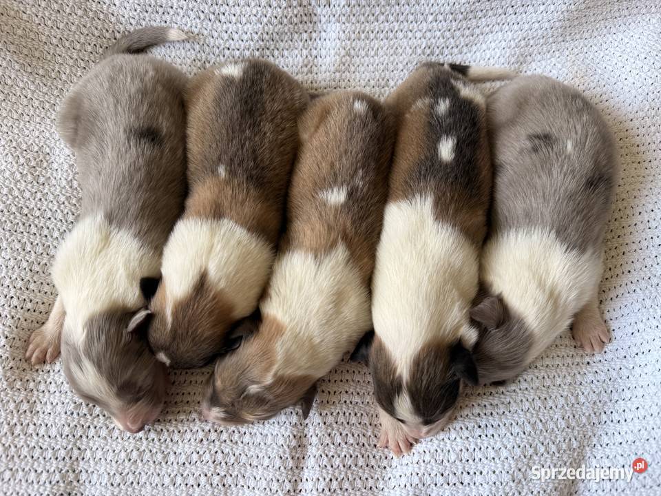 Owczarek szkocki długowłosy Colie Ostrołęka