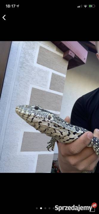 Vniloticus waran nilowy Łódź