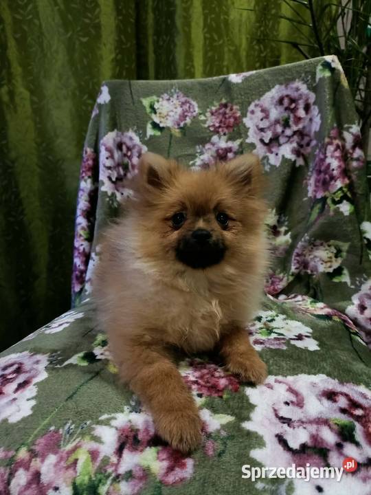 Piękny Mały Szpic Niemiecki rodzice FCI Szpic miniaturowy Krapkowice