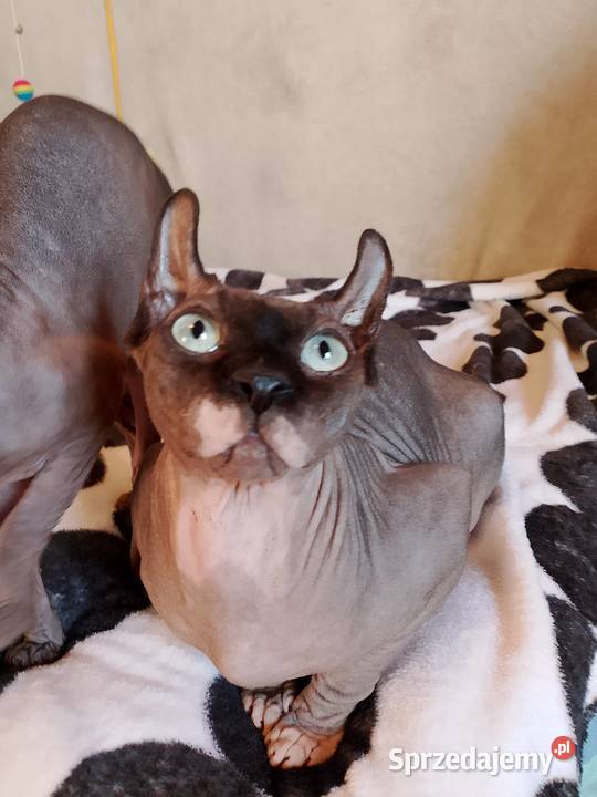 Sfinks kanadyjski Elf Sfinks Koty Legnica