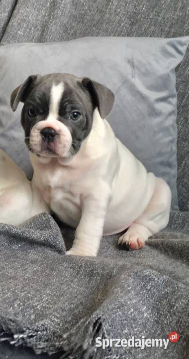 Buldog francuski szczeniak do odbioru Buldog Przeciszów