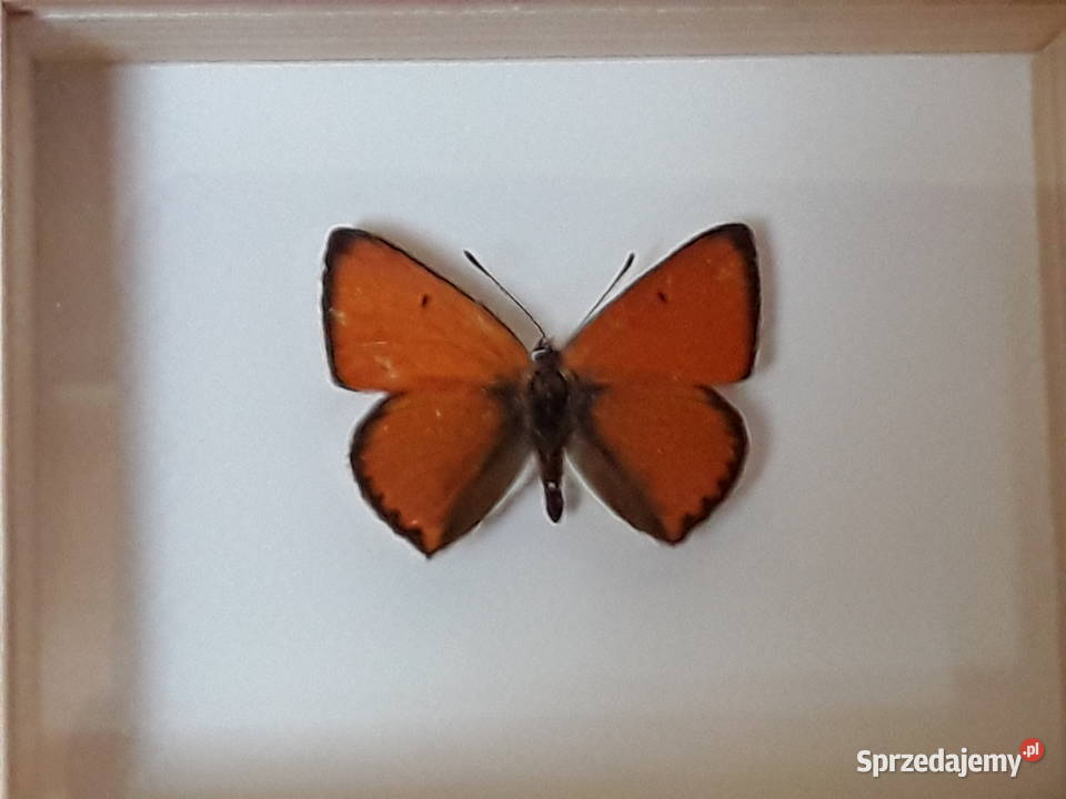 Motyl w ramce 8x10 Lycaena dispar 35 mm Szczecin