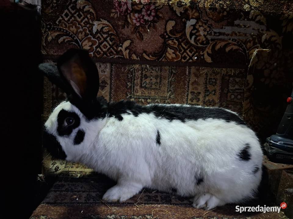 Samiec Olbrzym srokacz czarny sprzedam