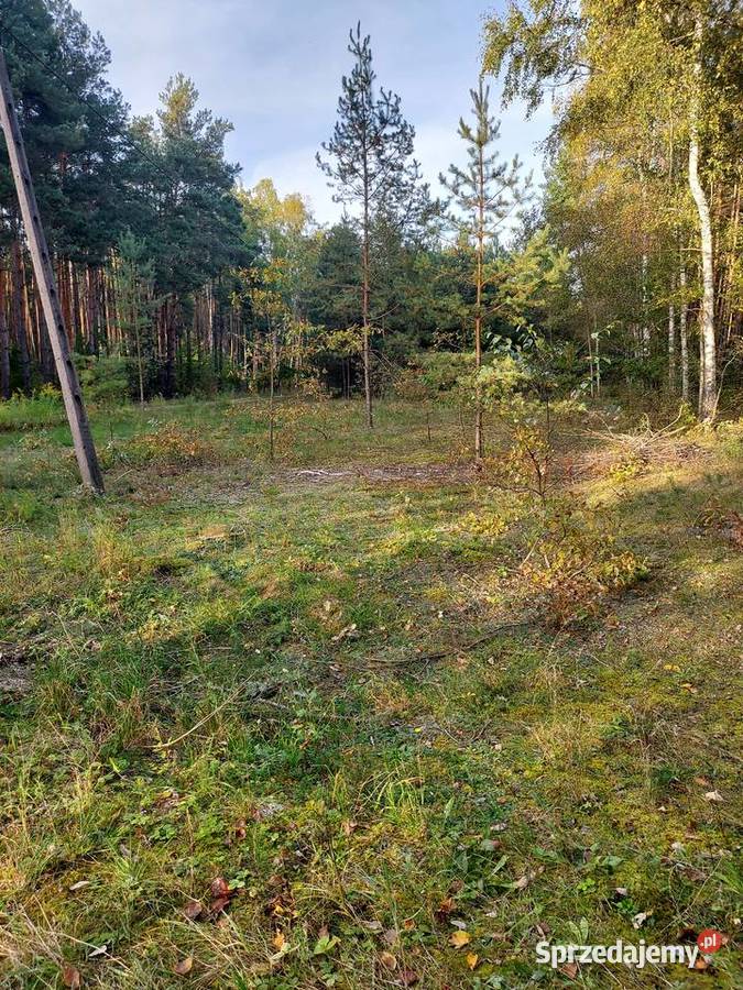 Działka rekreacyjna w lesie utwardzona świętokrzyskie Ogrójce