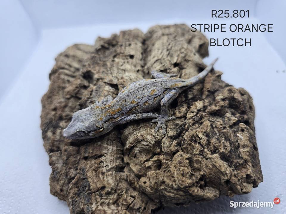 Gekony gargulcowe Zawiercie