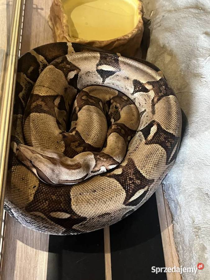 Boa Dusiciel terrarium Boa Constrictor Imperator Dobrów