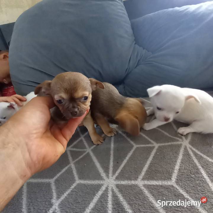 Szczeniaki Chihuahua Chihuahua Garwolin