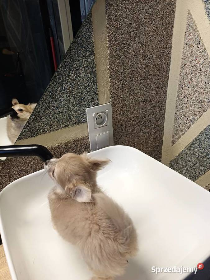 Dziewczynka Mini Długowłosa Chihuahua Zgierz sprzedam