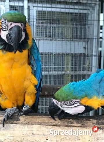 Ara ararauna para Bystra