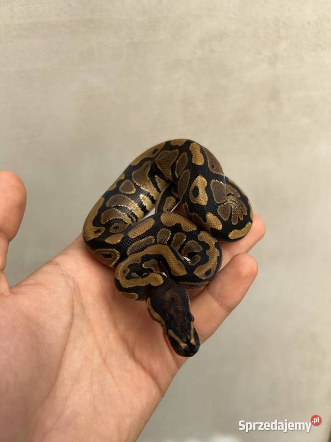 Wąż Pyton Królewski Classic PK152025 Samica Gniezno sprzedam