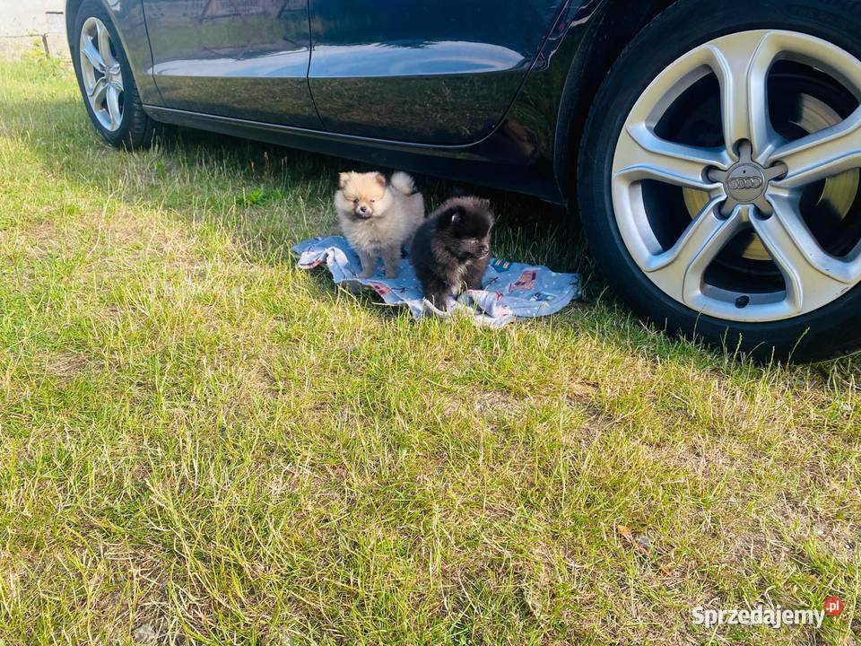 szpic miniaturka pomeranian mazowieckie Piaseczno